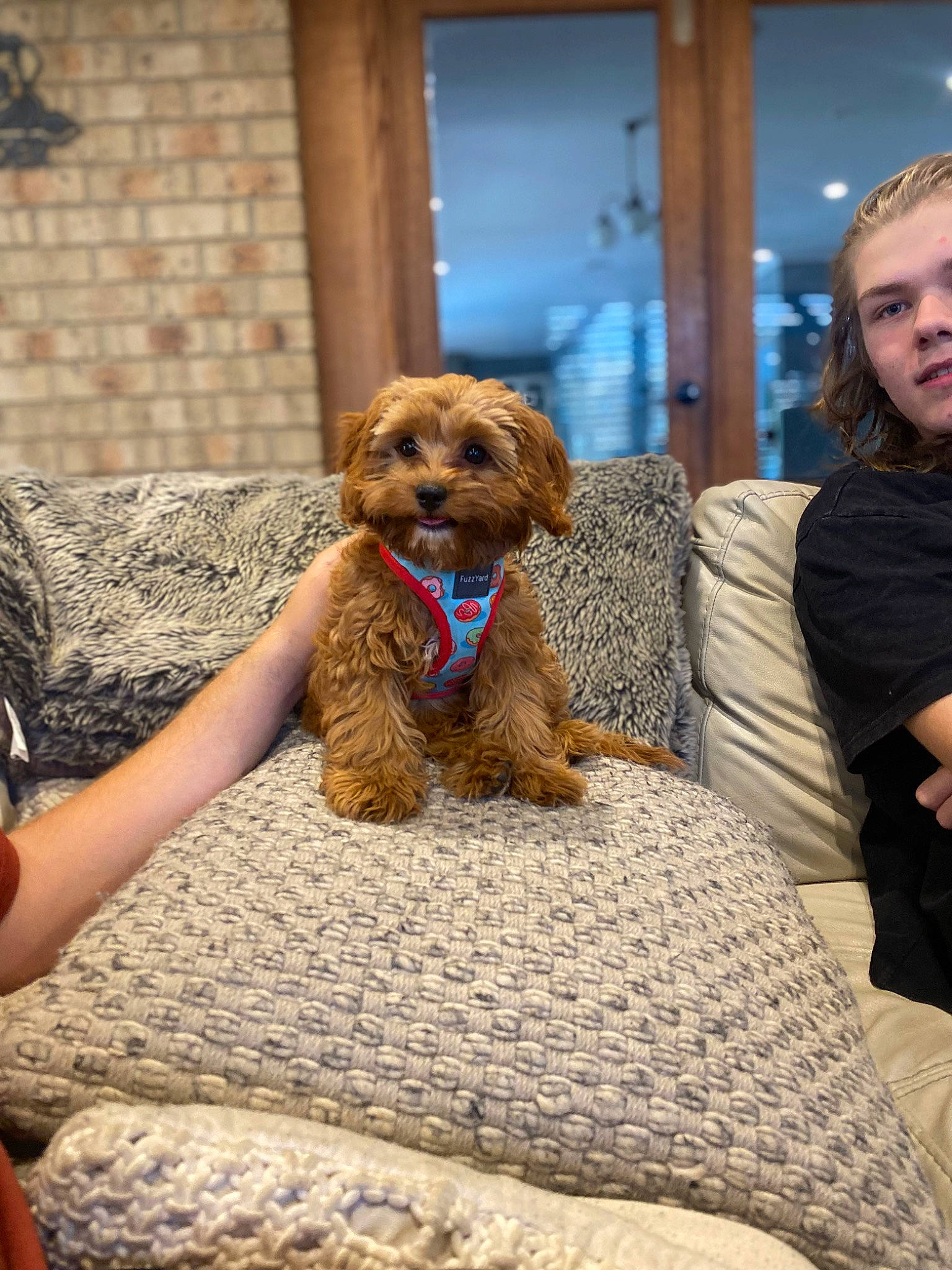 Chuka is registered to the contest to win money with this photo: canidae, carnivore, comfort, companion_dog, dog, dog_breed, dog_supply, event, fawn, fur, liver, non_sporting_group, pet_supply, poodle, poodle_crossbreed, sitting, sporting_group, terrier, toy_dog, water_dog