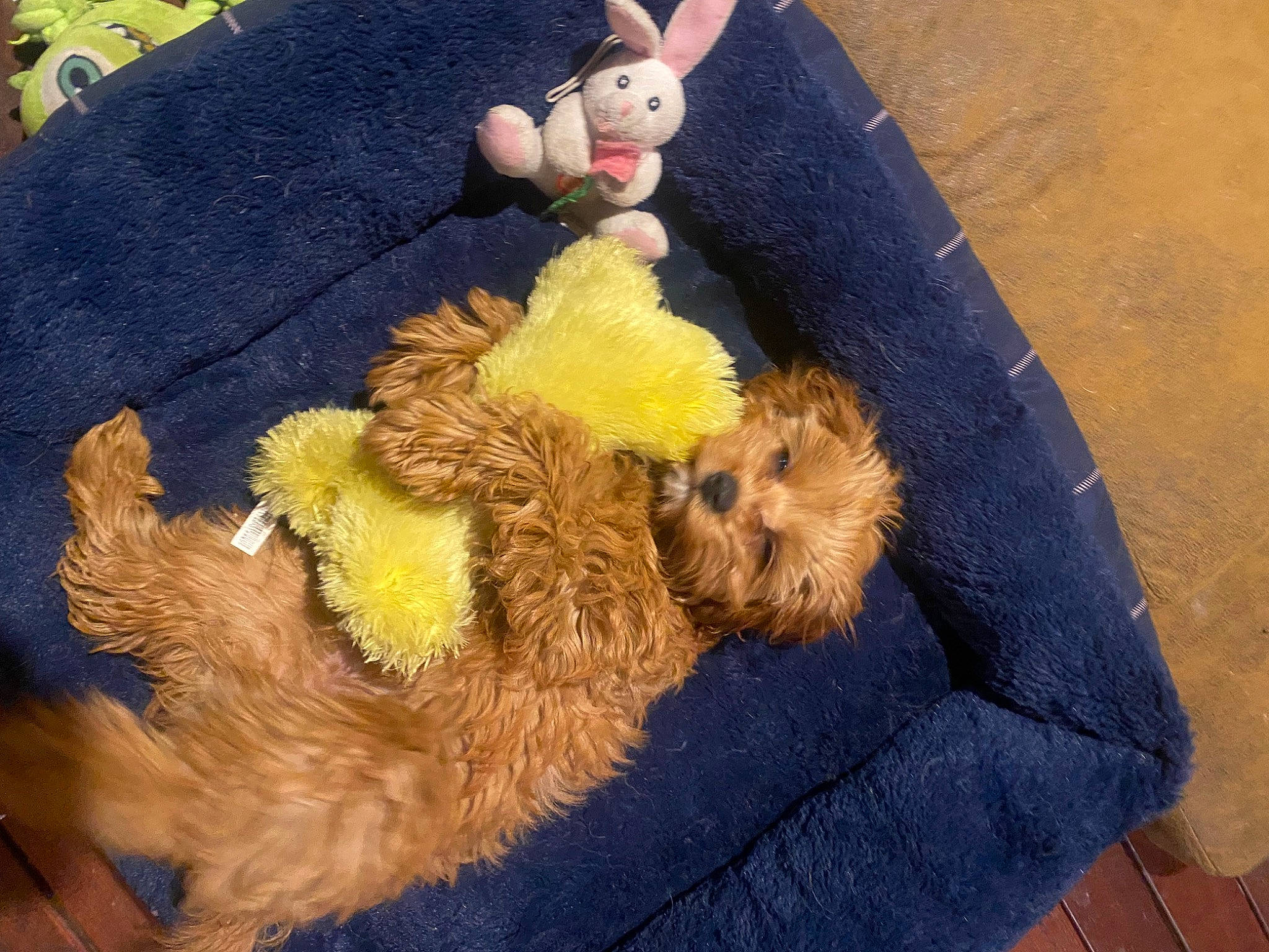 Chuka joined the competition — help win amazing prizes! canidae, carnivore, comfort, companion_dog, dog, dog_breed, dog_supply, fawn, flooring, fur, linens, mammal, pet_supply, plush, stuffed_toy, terrier, textile, toy, toy_dog, vertebrate