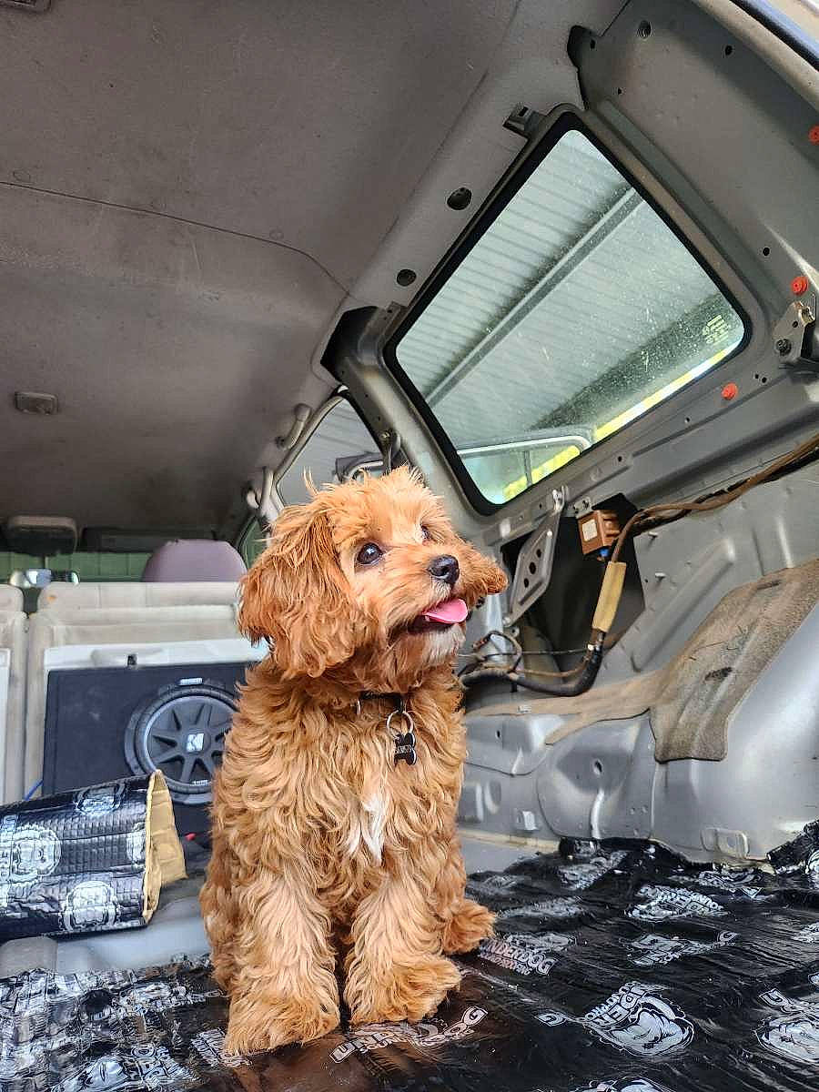 Chuka joined the competition — help win amazing prizes! asphalt, auto_part, automotive_exterior, canidae, carnivore, companion_dog, dog, dog_breed, dog_supply, fur, machine, motor_vehicle, snout, sporting_group, toy_dog, vehicle, vehicle_door, windscreen_wiper, windshield, working_animal