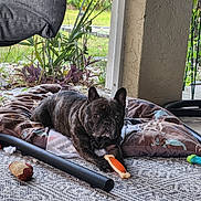 Vader is registered to the contest to win money with this photo: dog, french_bulldog, brindle, toy, chew_toy, dog_bed, outdoor, patio, carpet, plant, greenery, relaxed, pet, animal, paw, face, ear, fur, resting, looking