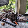 dog, french_bulldog, brindle, toy, chew_toy, dog_bed, outdoor, patio, carpet, plant, greenery, relaxed, pet, animal, paw, face, ear, fur, resting, looking