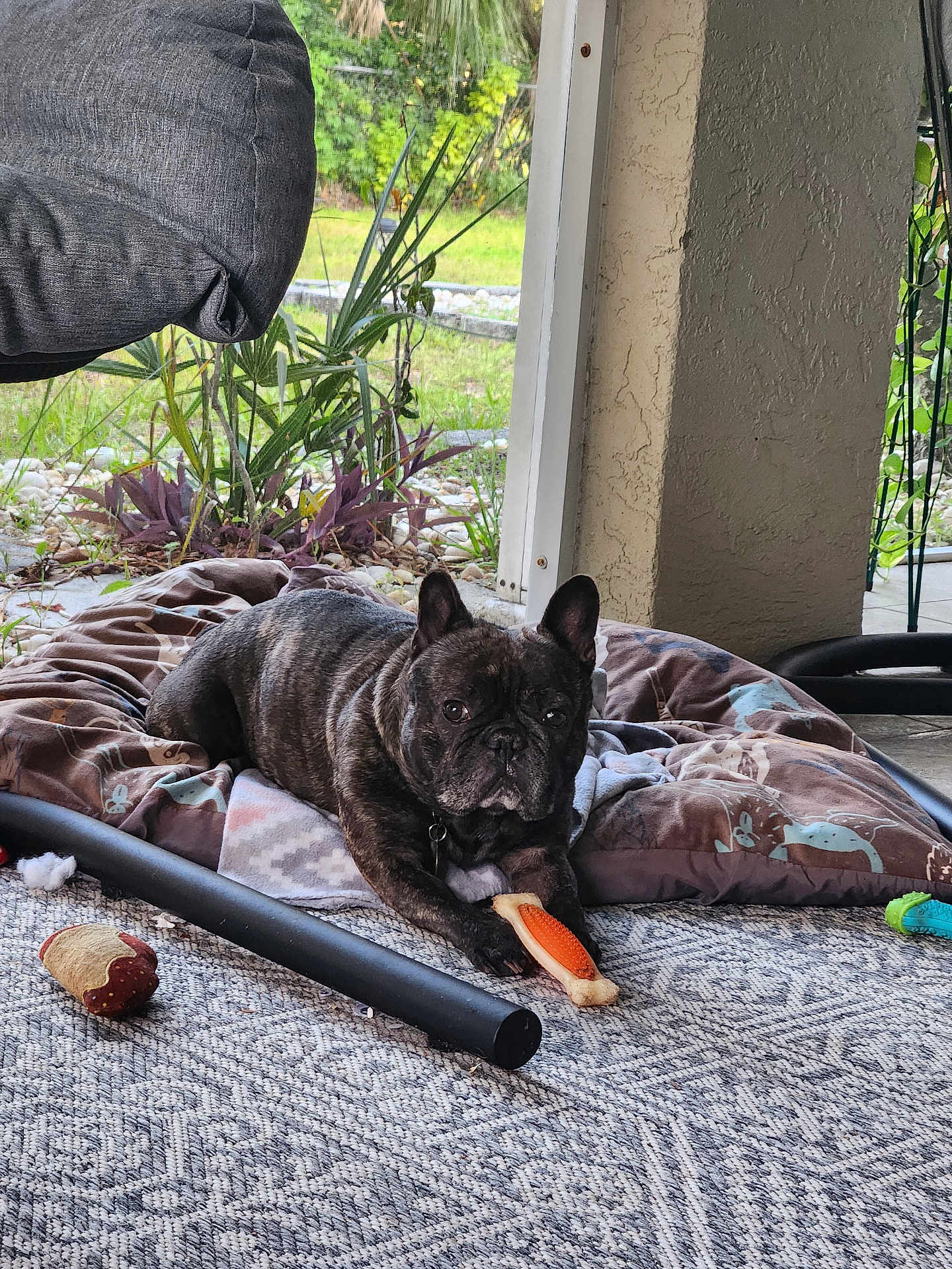 Vader is registered to the contest to win money with this photo: dog, french_bulldog, brindle, toy, chew_toy, dog_bed, outdoor, patio, carpet, plant, greenery, relaxed, pet, animal, paw, face, ear, fur, resting, looking