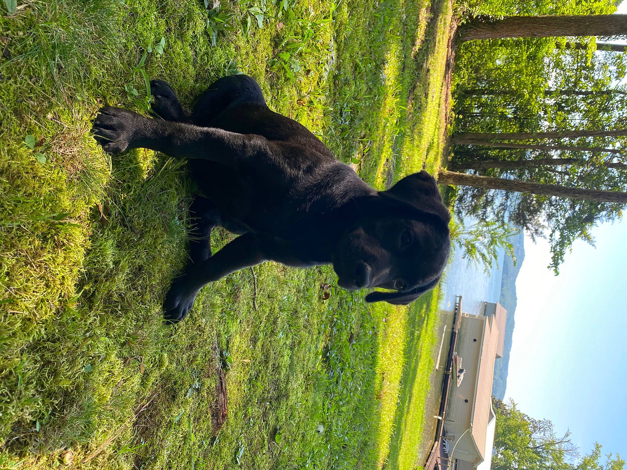 Roxy joined the competition — help win amazing prizes! art, carnivore, dog, dog_breed, grass, leaf, plant, sculpture, shrub, sky, sporting_group, statue, sunlight, tail, terrestrial_animal, tints_and_shades, tree, trunk, wood, woody_plant