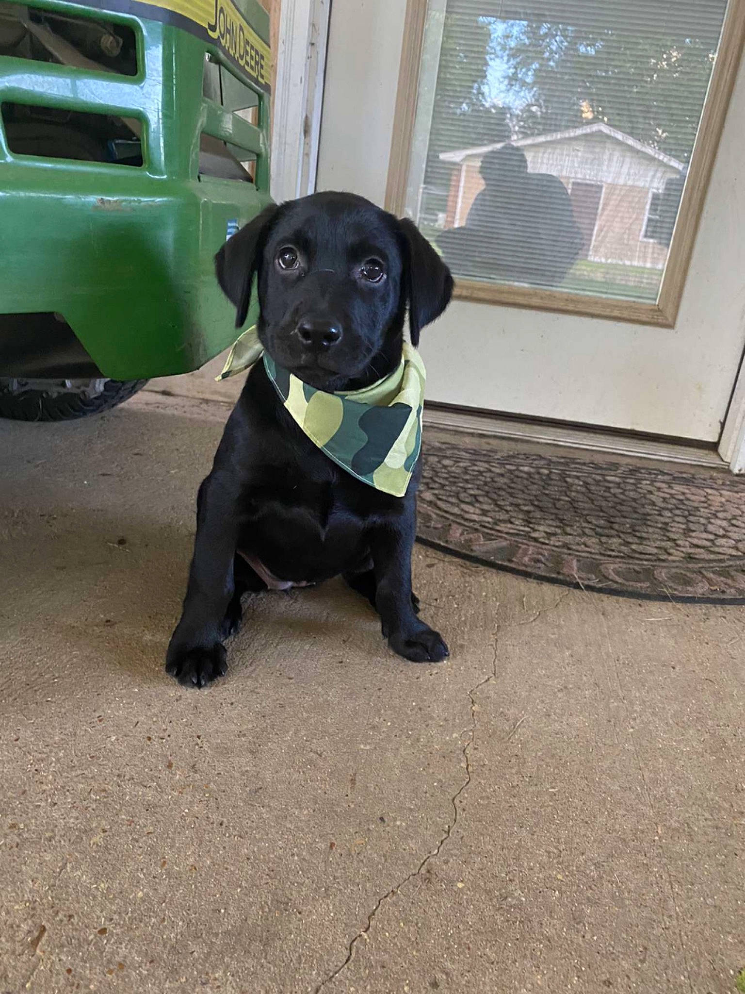 Roxy is registered to the contest to win money with this photo: borador, canidae, carnivore, companion_dog, dog, dog_breed, dog_collar, fender, fur, gun_dog, liver, pet_supply, snout, sporting_group, vehicle, vehicle_door, wheel, window, window_blind, working_animal