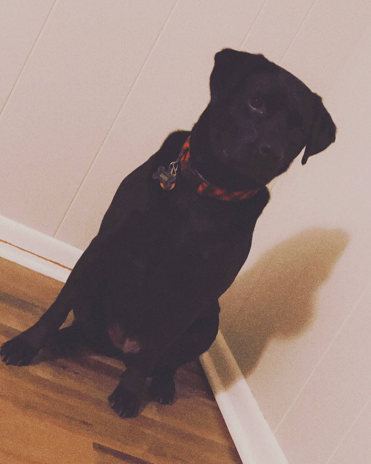 Roxy is registered to the contest to win money with this photo: borador, canidae, carnivore, collar, companion_dog, dog, dog_breed, dog_collar, fawn, flooring, hardwood, leash, liver, pet_supply, sleeve, snout, sporting_group, wood, wood_flooring, working_animal