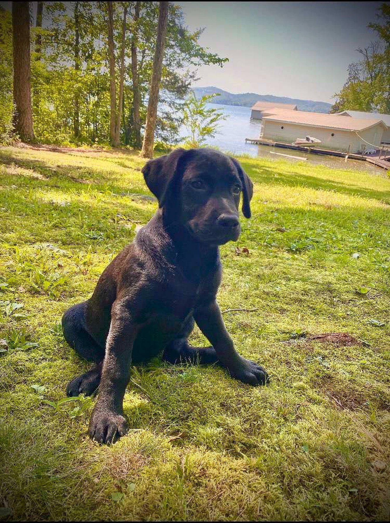 Roxy is registered to the contest to win money with this photo: building, carnivore, companion_dog, dog, dog_breed, fawn, grass, grassland, guard_dog, pasture, plant, shadow, sky, snout, sporting_group, tail, tints_and_shades, tree, window, working_animal