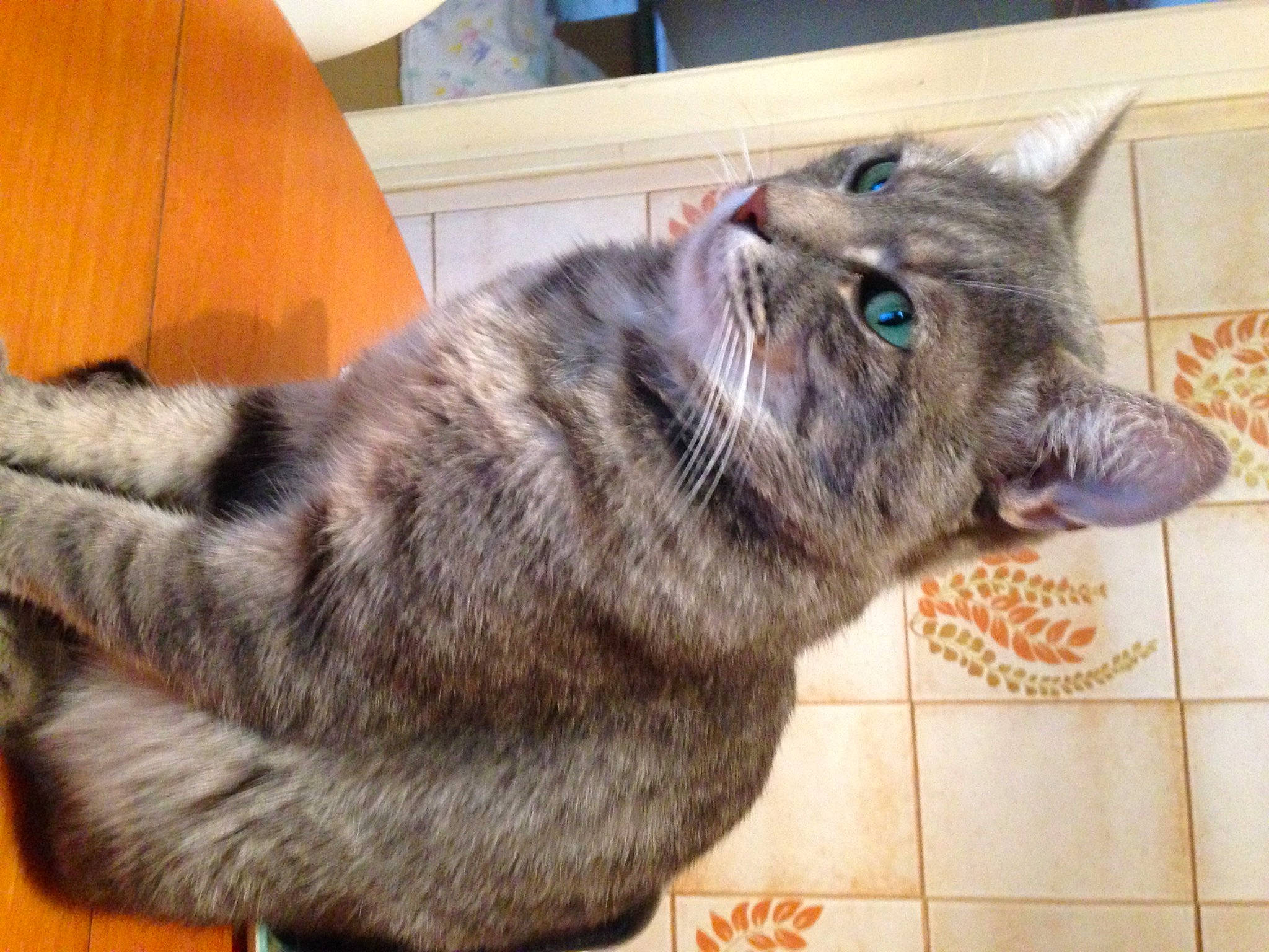 Sacha participe au concours pour gagner de l'argent avec cette photo : carnivore, cat, claw, couch, domestic_short_haired_cat, felidae, flooring, fur, grey, paw, small_to_medium_sized_cats, snout, tail, terrestrial_animal, tile_flooring, whiskers