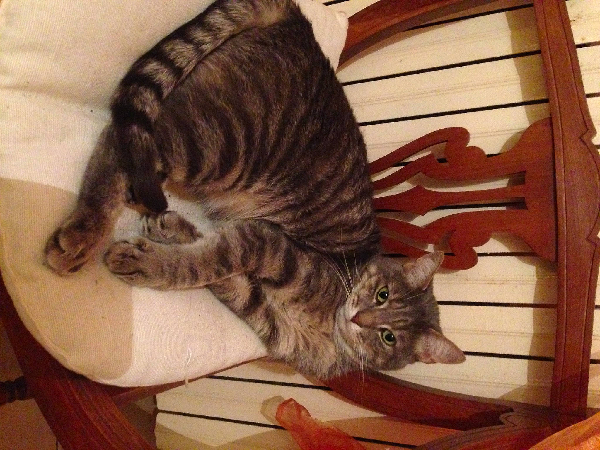 Sacha participe au concours pour gagner de l'argent avec cette photo : carnivore, cat, claw, comfort, domestic_short_haired_cat, felidae, flooring, fur, hardwood, paw, plywood, small_to_medium_sized_cats, tail, terrestrial_animal, varnish, whiskers, wood, wood_stain