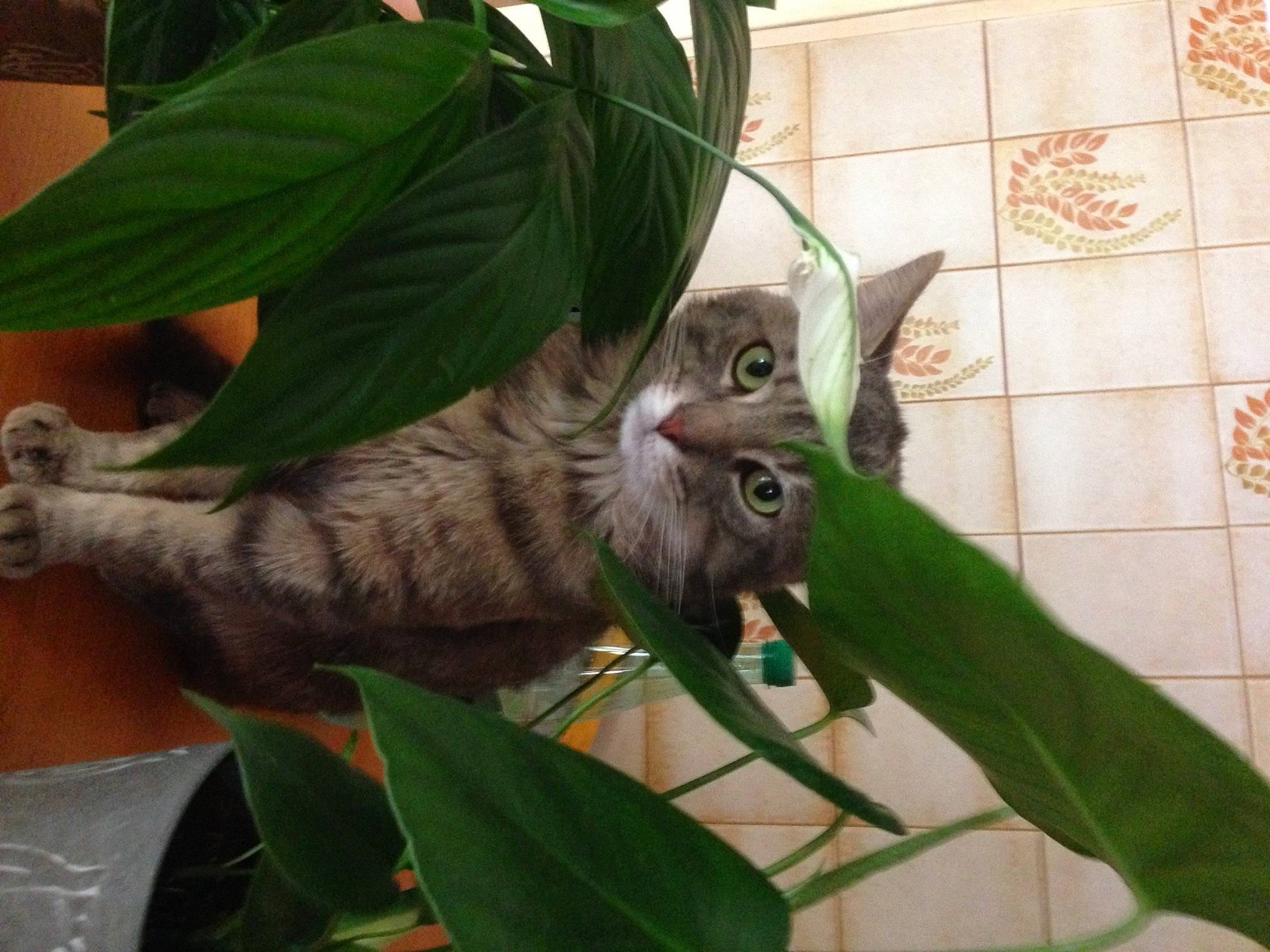 Sacha a rejoint le concours — aidez-le/la à gagner de superbes lots ! carnivore, cat, domestic_short_haired_cat, felidae, flowerpot, fur, houseplant, mammal, plant, plant_stem, small_to_medium_sized_cats, snout, tail, terrestrial_animal, terrestrial_plant, vertebrate, whiskers