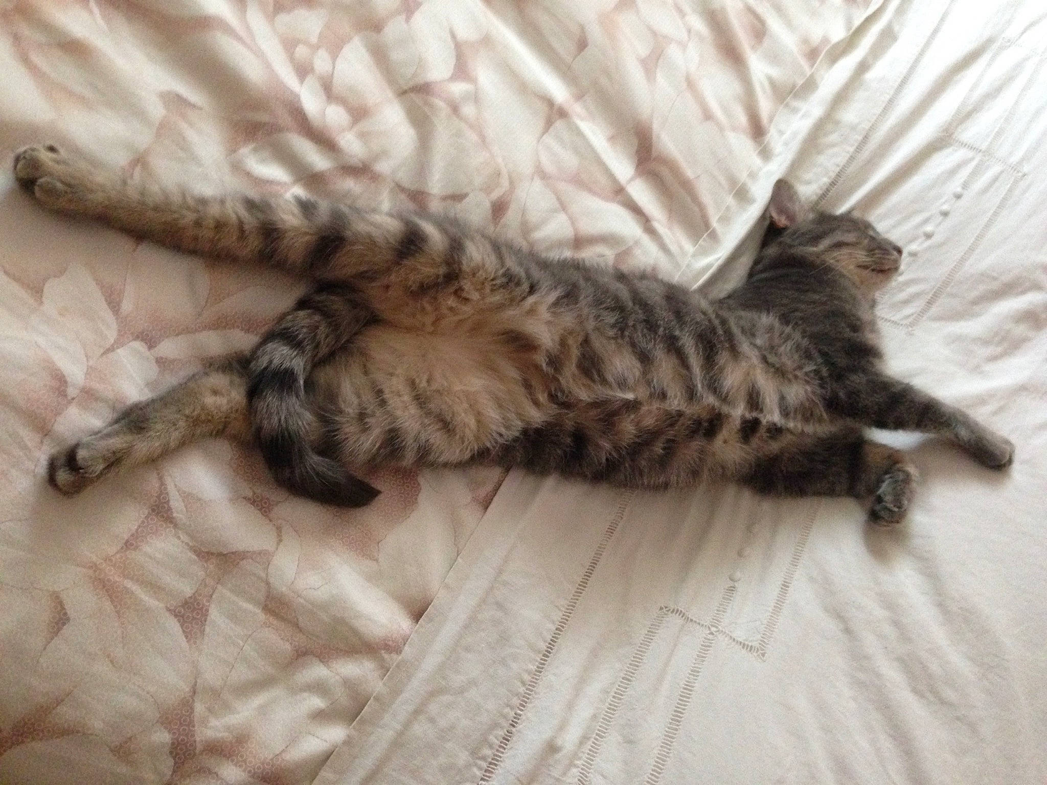 Sacha a rejoint le concours — aidez-le/la à gagner de superbes lots ! carnivore, cat, claw, comfort, domestic_short_haired_cat, fawn, felidae, fur, grey, hardwood, paw, small_to_medium_sized_cats, tail, terrestrial_animal, whiskers, wood