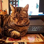 Fripon....dit Johnny Be Good. a rejoint le concours — aidez-le/la à gagner de superbes lots ! american_shorthair, bengal, california_spangled, carnivoran, cat, cat_like_mammal, domestic_short_haired_cat, dragon_li, european_shorthair, fauna, fur, mammal, small_to_medium_sized_cats, tabby_cat, toyger, vertebrate, whiskers