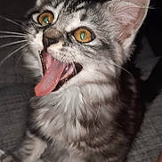 Cookie a rejoint le concours — aidez-le/la à gagner de superbes lots ! cat, kitten, gray_tabby, playful, tongue_out, cute, pet, animal, feline, whiskers, ears, eyes, fur, indoor, floor, young_cat, expression, adorable, small, mammal