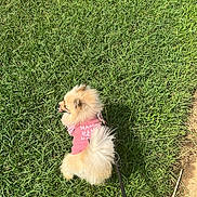Pom joined the competition — help win amazing prizes! dog, pomeranian, grass, leash, pink_shirt, outdoor, pet, sunlight, shadow, small_dog, fluffy, tongue_out, greenery, side_view, walking, canine, summer, nature, animal, cute