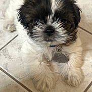 Gizmo is registered to the contest to win money with this photo: puppy, dog, fluffy, black_and_white, collar, tag, floor, tile, pet, cute, small, fur, lying_down, indoor, animal, young, looking_up, tail, whiskers, adorable