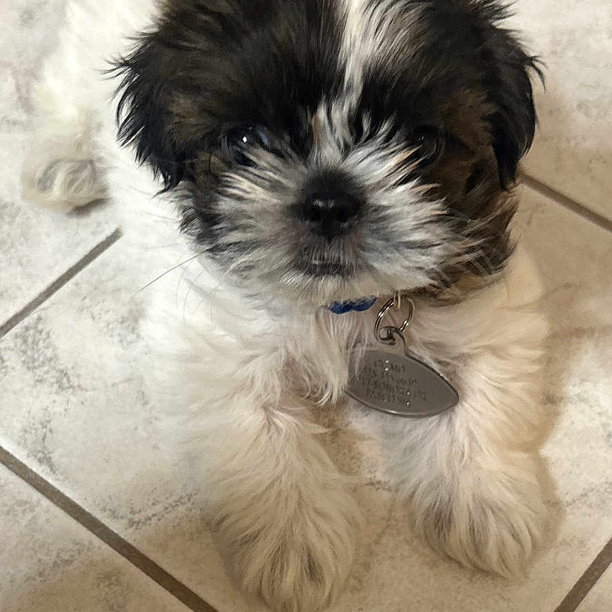 Gizmo is registered to the contest to win money with this photo: adorable, animal, black_and_white, collar, cute, dog, floor, fluffy, fur, indoor, looking_up, lying_down, pet, puppy, small, tag, tail, tile, whiskers, young