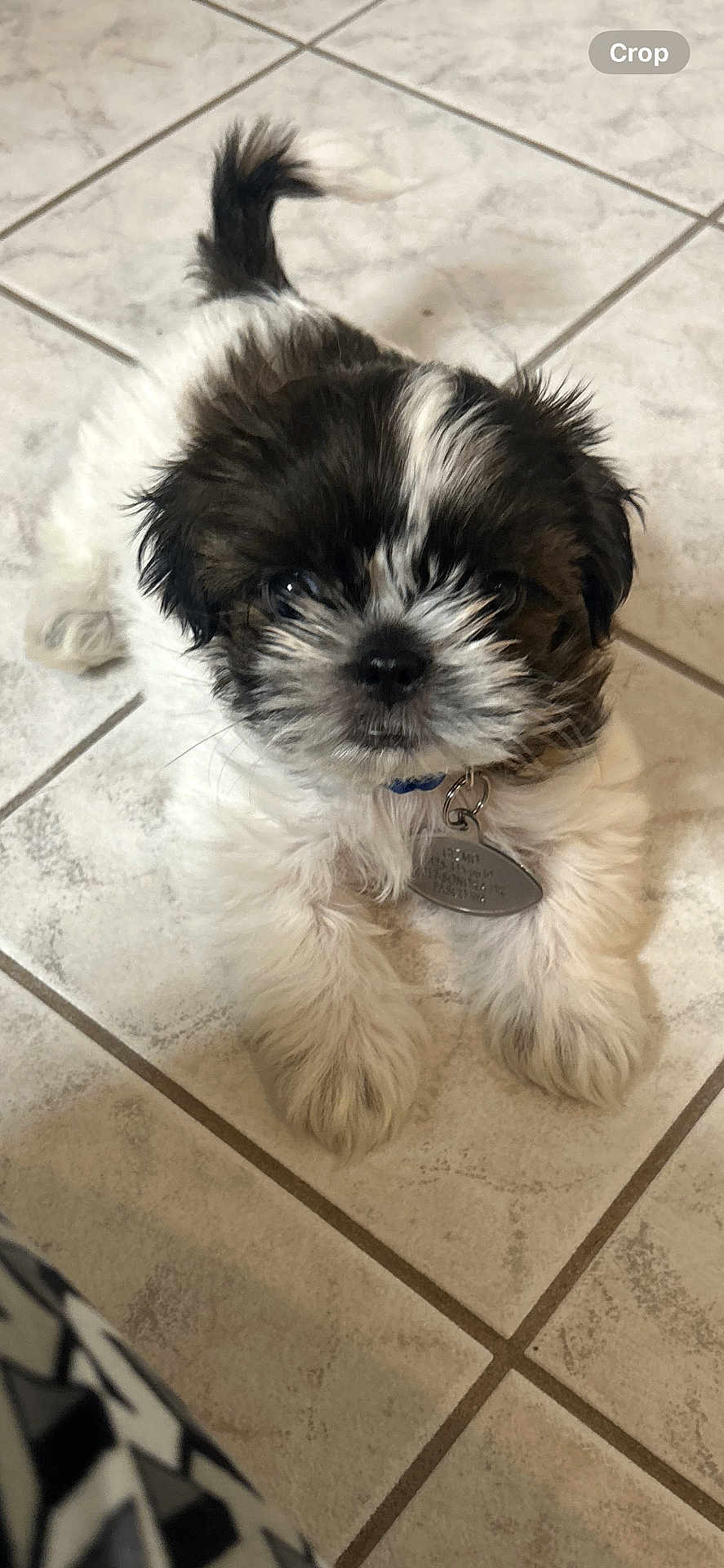 Gizmo