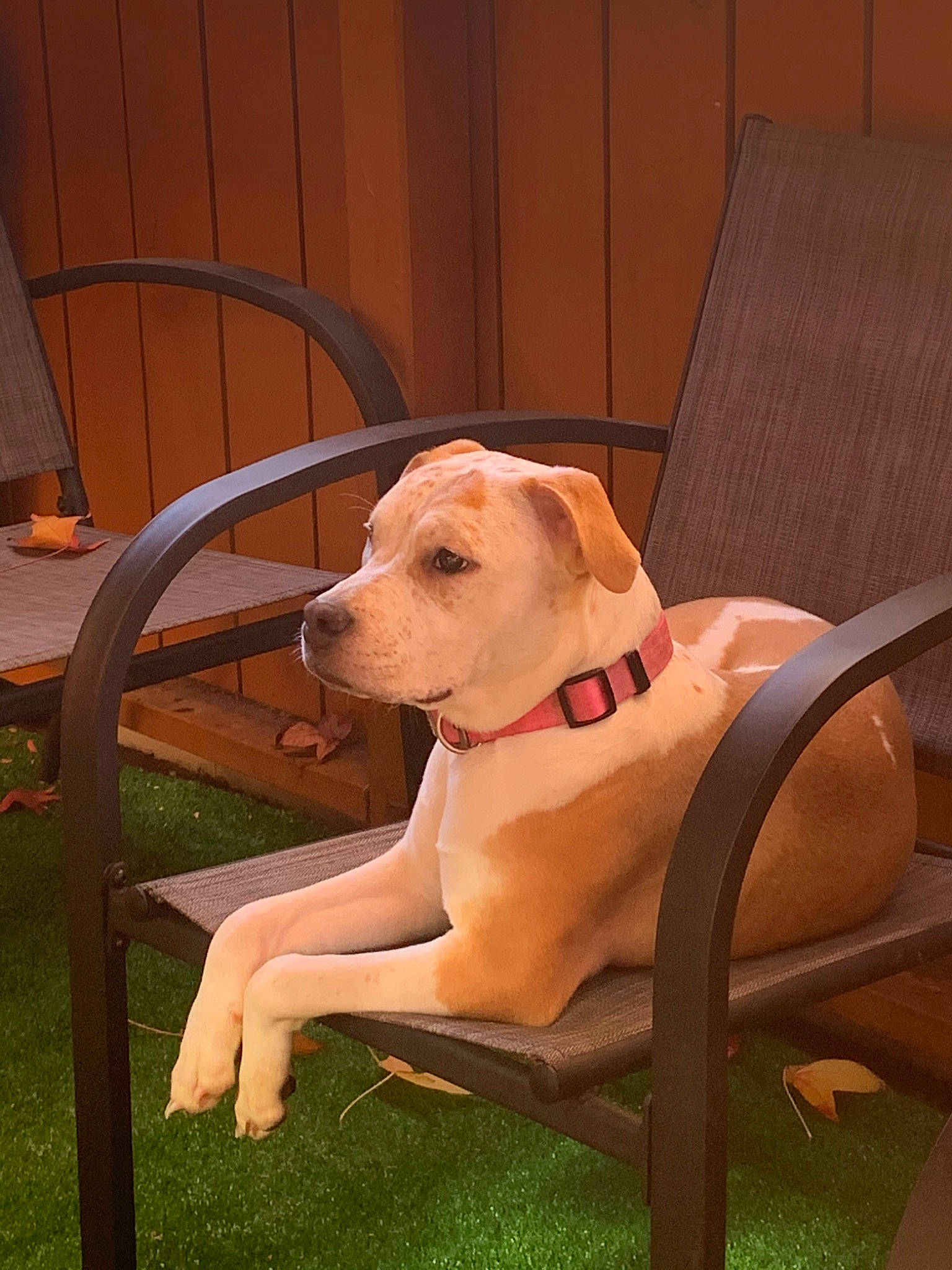 Kamora joined the competition — help win amazing prizes! canidae, carnivore, dog, dog_breed, fawn, mammal, sporting_group, vertebrate