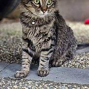 Apple participe au concours pour gagner de l'argent avec cette photo : alert, animal, bell, blurred_background, cat, closeup, collar, cute, feline, fur, gravel, green_eyes, outdoor, pet, portrait, sitting, stone, tabby, texture, whiskers
