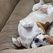 Scrappy is registered to the contest to win money with this photo: dog, pet, couch, indoor, relaxed, happy, fur, white, brown, collar, canine, snout, paw, upside_down, comfortable, domestic, mammal, resting, companion, cute