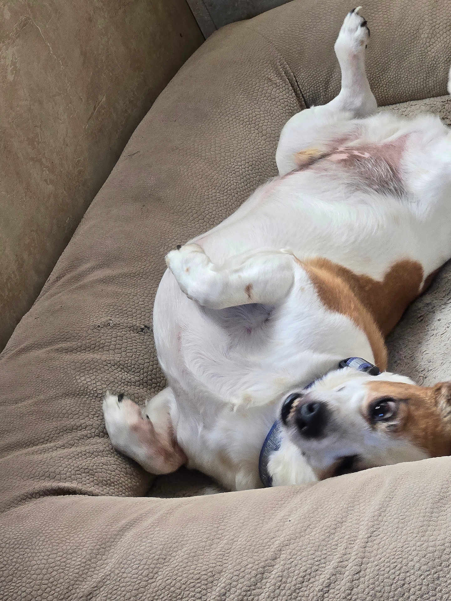 Scrappy