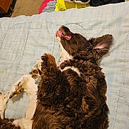 Wesley is registered to the contest to win money with this photo: dog, bed, blanket, sleeping, brown_fur, white_fur, tongue_out, relaxed, indoor, quilt, footwear, sneakers, clothing, pile, carpet, furniture, cozy, pet, resting, happy
