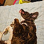 dog, bed, blanket, sleeping, brown_fur, white_fur, tongue_out, relaxed, indoor, quilt, footwear, sneakers, clothing, pile, carpet, furniture, cozy, pet, resting, happy