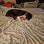 Wesley is registered to the contest to win money with this photo: dog, sleeping, bed, bedding, blanket, indoor, air_conditioner, pillow, collar, resting, pet, fur, domestic_animal, quiet, calm, cozy, home, relaxation, black_and_white, sleep