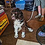 Wesley is registered to the contest to win money with this photo: dog, brown_carpet, indoor, leash, person, shorts, slip_on_shoes, television, storage_bin, fan, furniture, table, box, carpet, living_room, pet, canine, curious, sitting, casual
