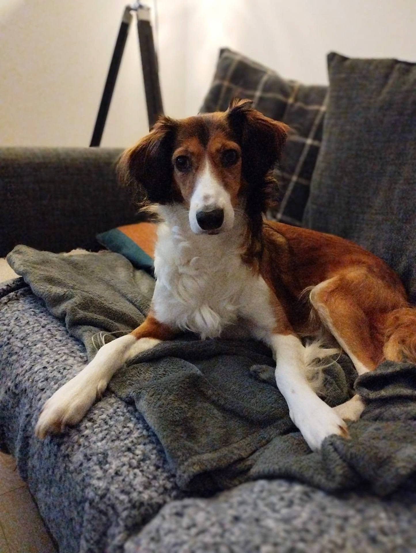 Tawny joined the competition — help win amazing prizes! animal, architecture, beagle, blanket, building, canine, chair, collie, couch, cushion, dog, furniture, homedecor, hound, indoors, linen, livingroom, pet, puppy, room