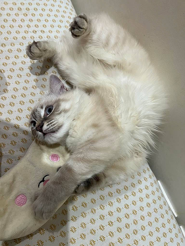 Lana participe au concours pour gagner de l'argent avec cette photo : carnivore, cat, claw, domestic_short_haired_cat, fawn, felidae, fur, pattern, paw, small_to_medium_sized_cats, tail, terrestrial_animal, whiskers