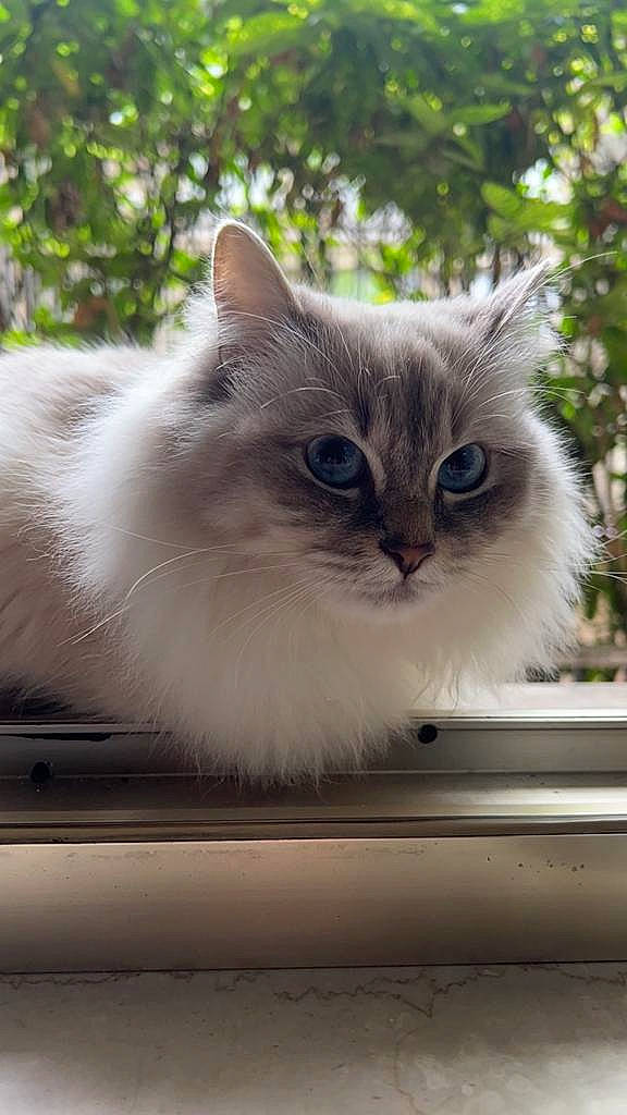 Lana a rejoint le concours — aidez-le/la à gagner de superbes lots ! british_longhair, carnivore, cat, fawn, felidae, fur, mammal, paw, plant, ragdoll, small_to_medium_sized_cats, snout, tail, terrestrial_animal, whiskers, window