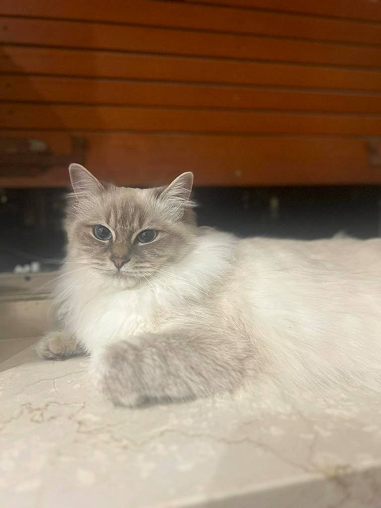 Lana participe au concours pour gagner de l'argent avec cette photo : british_longhair, carnivore, cat, comfort, domestic_short_haired_cat, fawn, felidae, fur, hardwood, paw, small_to_medium_sized_cats, tail, terrestrial_animal, whiskers, wood