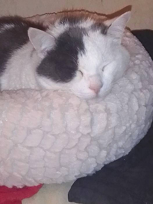 Alex a rejoint le concours — aidez-le/la à gagner de superbes lots ! carnivore, cat, cat_bed, cat_supply, claw, close_up, comfort, domestic_short_haired_cat, felidae, fur, pattern, paw, small_to_medium_sized_cats, snout, tail, terrestrial_animal, whiskers, white