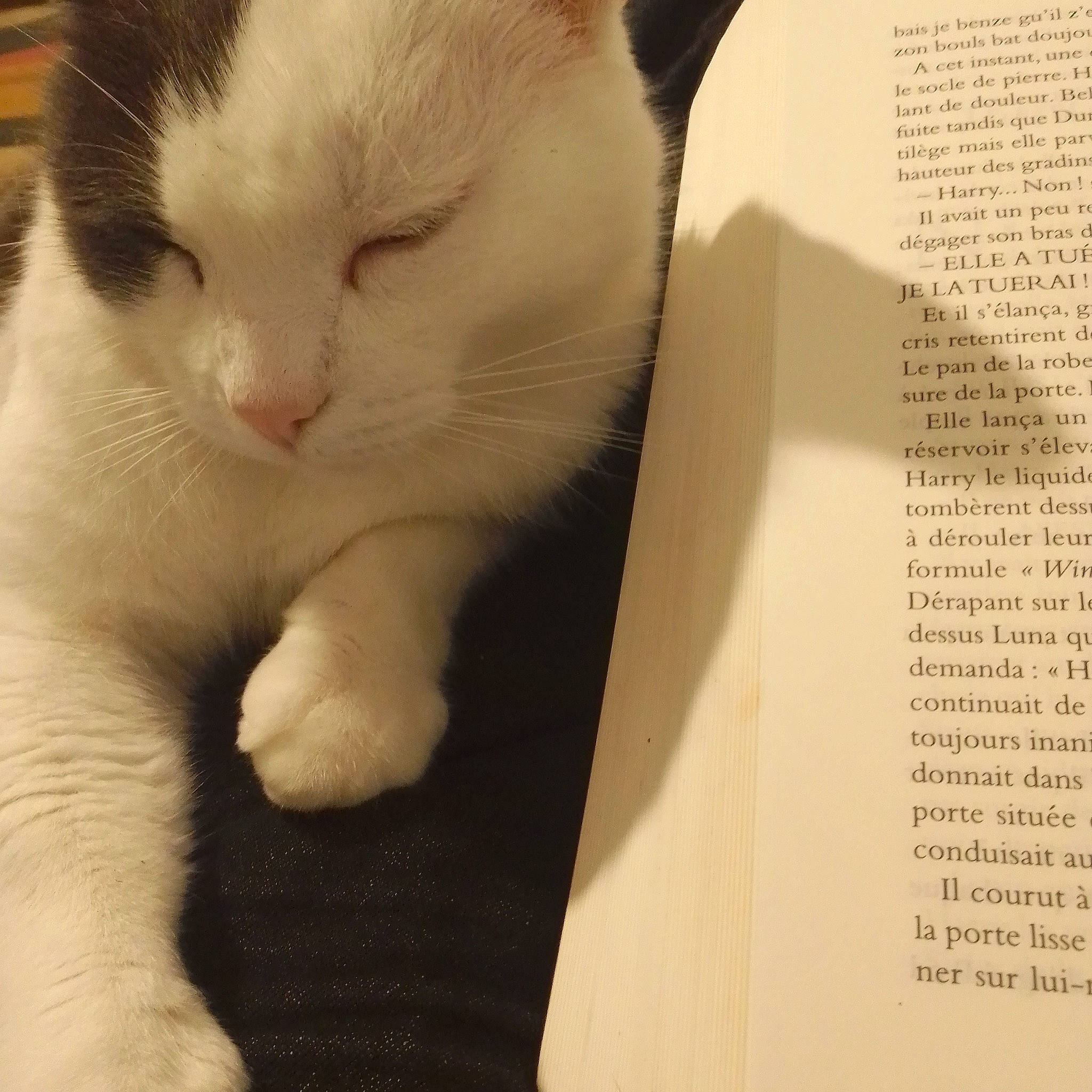 Alex a rejoint le concours — aidez-le/la à gagner de superbes lots ! carnivore, cat, claw, comfort, domestic_short_haired_cat, felidae, font, fur, nap, paper, paper_product, paw, small_to_medium_sized_cats, snout, tail, whiskers