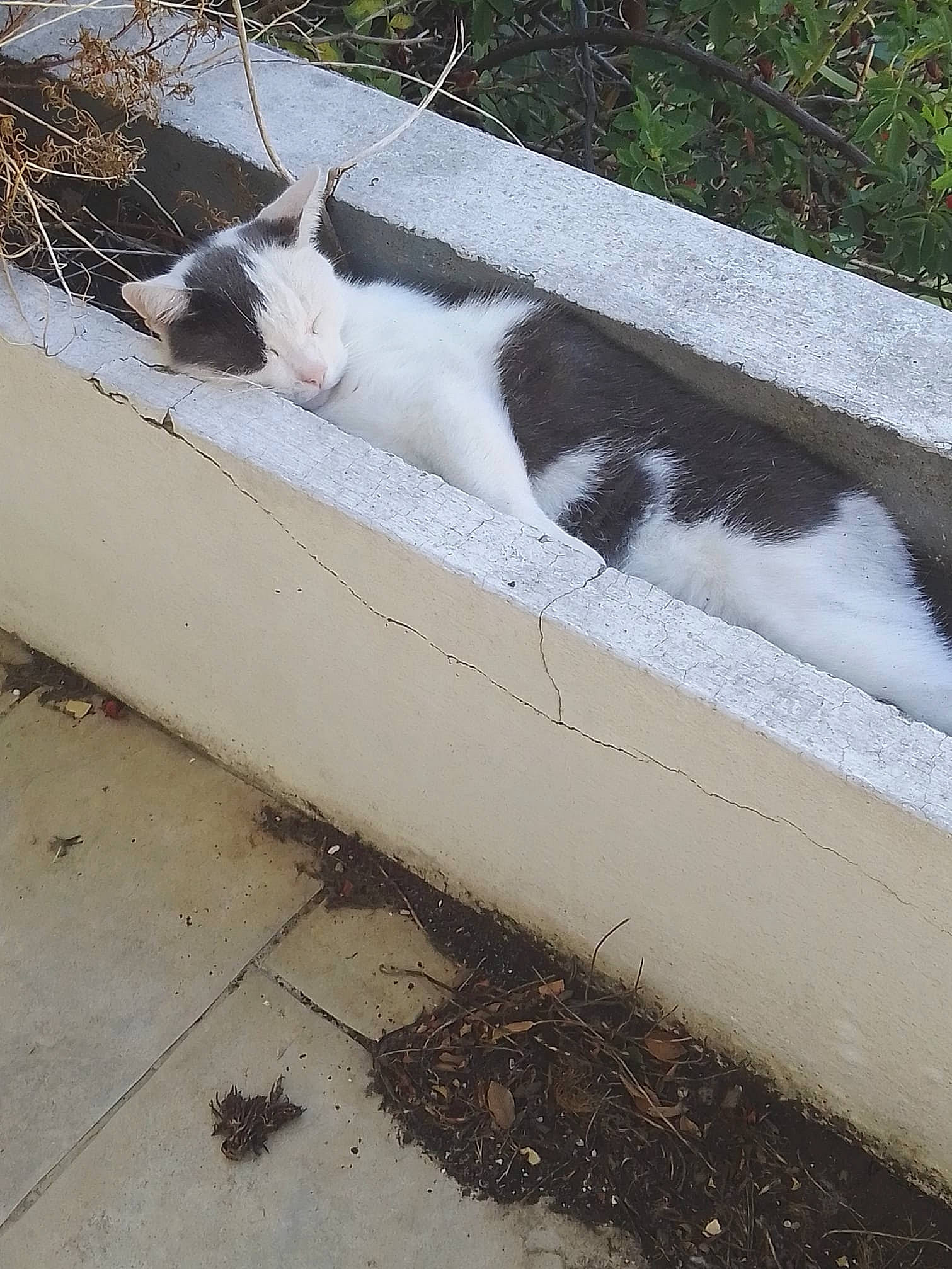 Alex participe au concours pour gagner de l'argent avec cette photo : asphalt, carnivore, cat, domestic_short_haired_cat, felidae, grass, grey, line, plant, road, road_surface, roof, sidewalk, small_to_medium_sized_cats, tail, tints_and_shades, tree, whiskers, window, wood