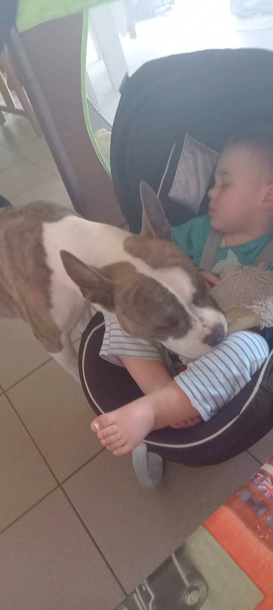 Nathanaël a rejoint le concours — aidez-le/la à gagner de superbes lots ! canidae, carnivore, chair, comfort, companion_dog, dog, dog_breed, ear, eye, fawn, felidae, head, lap, leg, mammal, person, sneakers, thigh, toy_dog, vertebrate