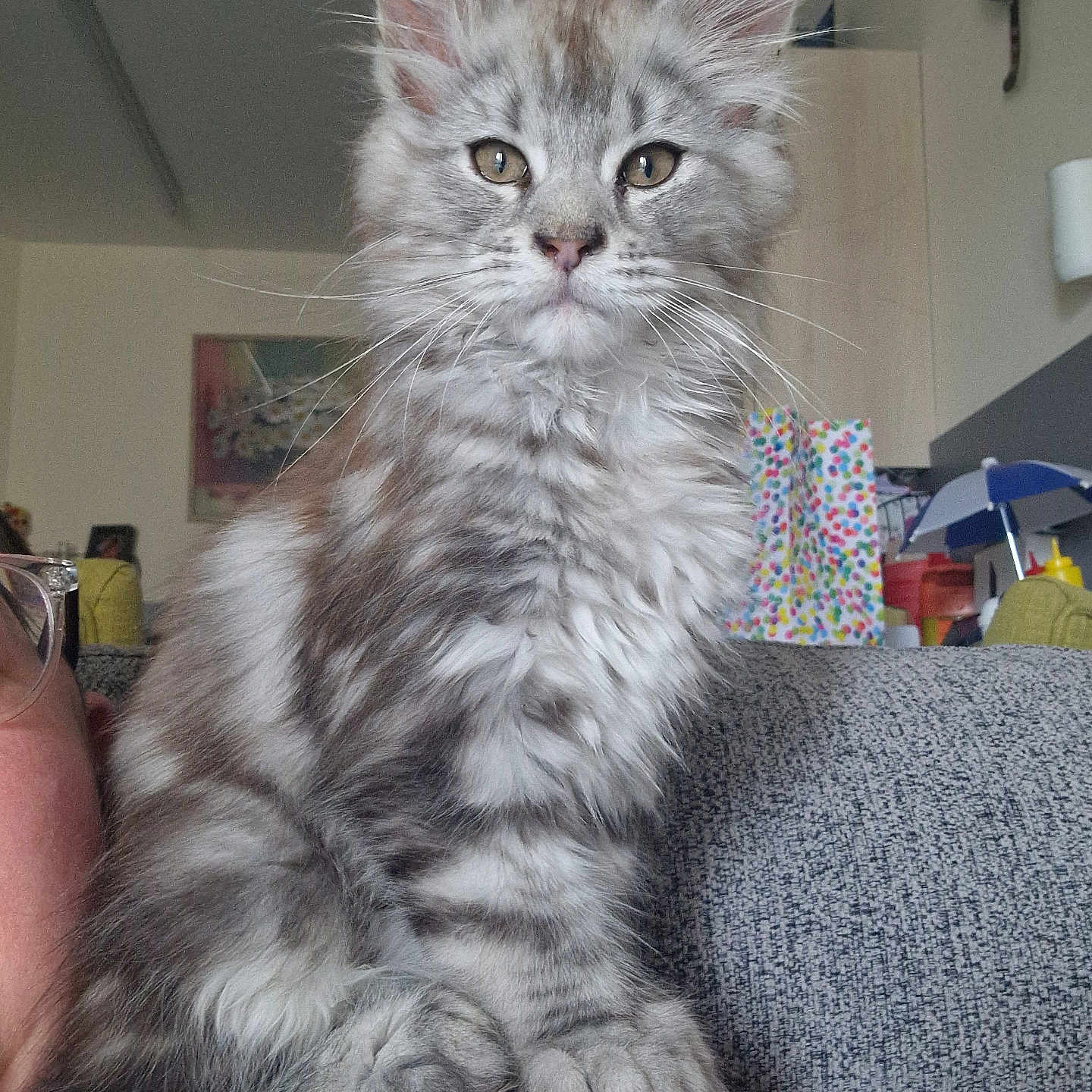 Murphy joined the competition — help win amazing prizes! accessories, angora, animal, baby, bag, cat, clothing, couch, cushion, face, furniture, glasses, handbag, hat, head, homedecor, kitten, manx, person, pet