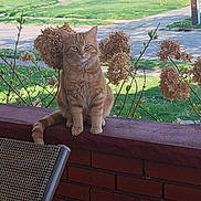 Bean is registered to the contest to win money with this photo: cat, ginger_cat, porch, brick_wall, hydrangea, dried_flowers, chair, outdoor, green_grass, street, residential_area, plant_stem, daylight, pet, animal, sitting, calm, nature, suburban, window
