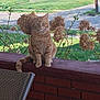 cat, ginger_cat, porch, brick_wall, hydrangea, dried_flowers, chair, outdoor, green_grass, street, residential_area, plant_stem, daylight, pet, animal, sitting, calm, nature, suburban, window