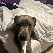 Doja is registered to the contest to win money with this photo: dog, bed, blanket, comforter, indoor, pet, animal, resting, cozy, fur, paws, looking, brown, canine, home, sleeping_area, comfort, relaxed, fur_color, curious