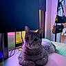 Suki is registered to the contest to win money with this photo: animal, bag, cables, cat, computer, cozy, desk, electronics, feline, furniture, hanging_bag, indoor, led_lighting, monitor, pet, purple_light, relaxed, tabby_cat, technology, yellow_light