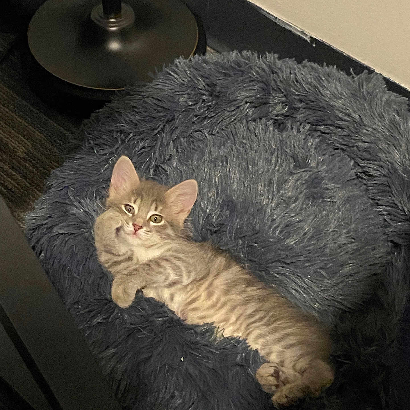 Suki