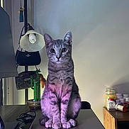 Suki joined the competition — help win amazing prizes! bottles, cat, cozy_room, curious, domestic_animal, electronics, handbag, household, indoor, lamp, laptop, pet, purple_light, shelf, sitting, striped_fur, tabby_cat, table, technology, wooden_furniture