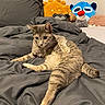 Suki joined the competition — help win amazing prizes! animal, bed, bedspread, cat, cozy, curious, feline, fur, furniture, gray_tabby, home, indoor, paws, pet, plush_toys, relaxed, soft_toys, stretching, stuffed_animals, whiskers