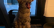 Suki is registered to the contest to win money with this photo: animal, blue, building, carpet, cat, cute, domestic, ears, feline, fur, indoor, kitten, light, mouth_open, pet, resting, sitting, whiskers, window, yawning