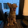 animal, blue, building, carpet, cat, cute, domestic, ears, feline, fur, indoor, kitten, light, mouth_open, pet, resting, sitting, whiskers, window, yawning