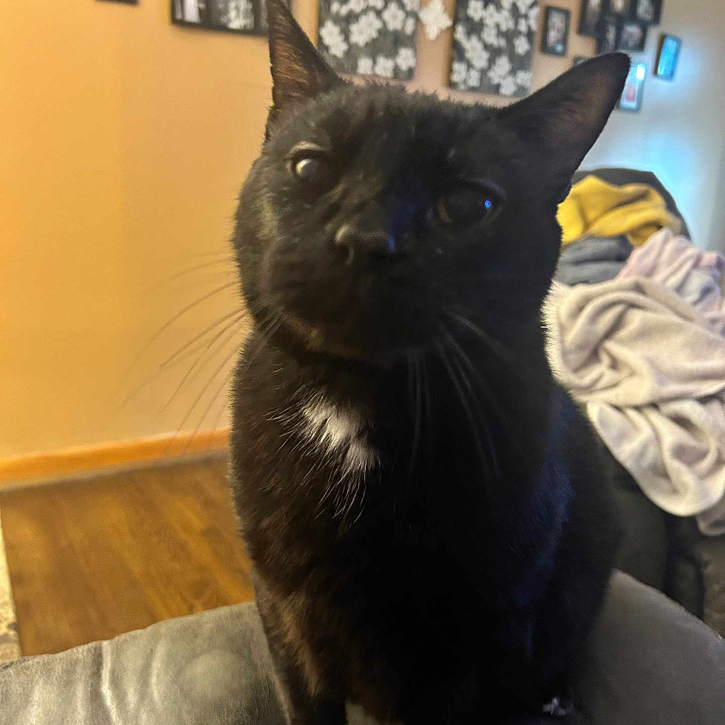 Phathead is registered to the contest to win money with this photo: animal, black_cat, cat, close_up, couch, cozy, curious, domestic_animal, feline, framed_photos, furniture, house, indoor, living_room, pet, portrait, sitting, soft_lighting, wall_art, whiskers