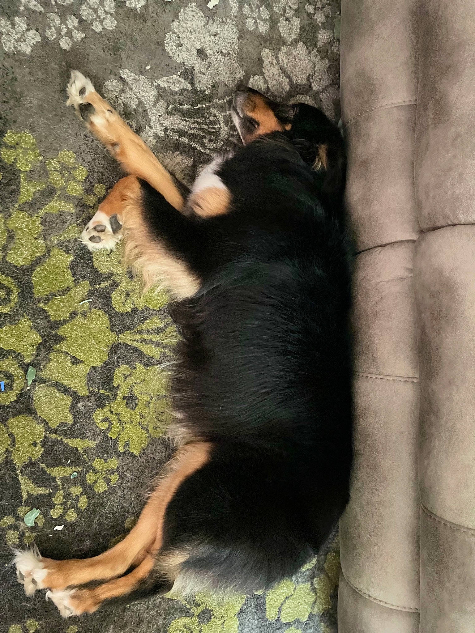 Dixie is registered to the contest to win money with this photo: barefoot, dog_breed, dress, fawn, felidae, flooring, foot, fur, gesture, human_leg, knee, little_black_dress, paw, shadow, small_to_medium_sized_cats, tail, thigh, tints_and_shades, toe, waist