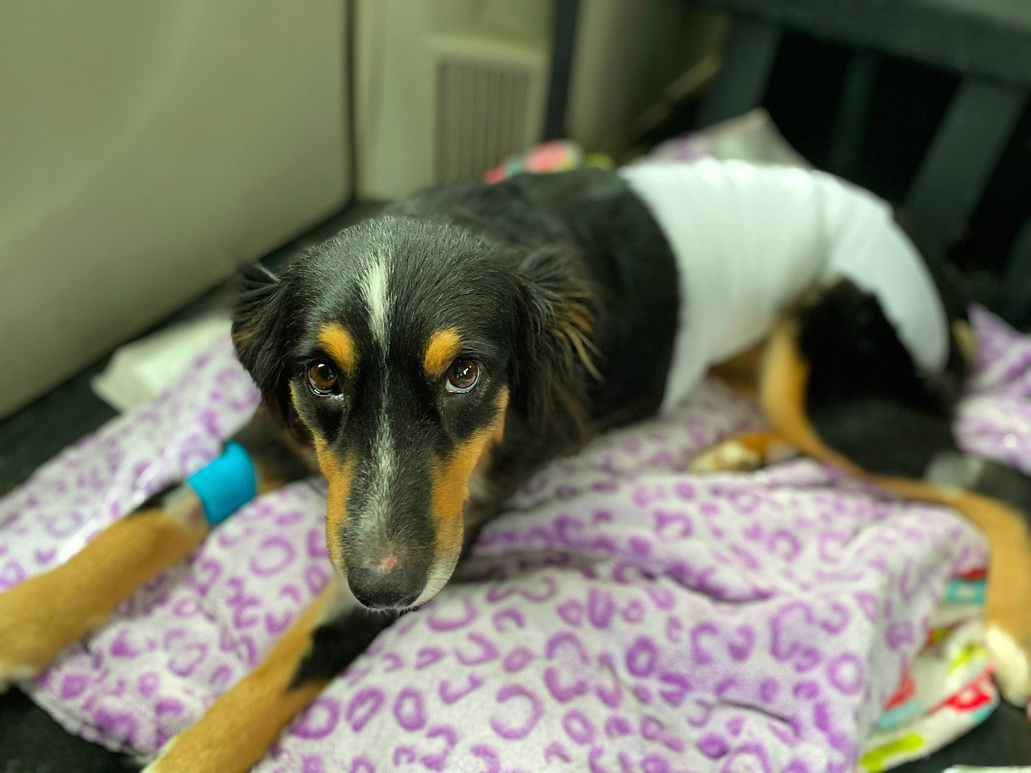 Dixie is registered to the contest to win money with this photo: canidae, carnivore, comfort, companion_dog, dog, dog_breed, dog_supply, fur, guard_dog, hunting_dog, nap, paw, pinscher, puppy, terrestrial_animal, toy_dog, working_animal, working_dog