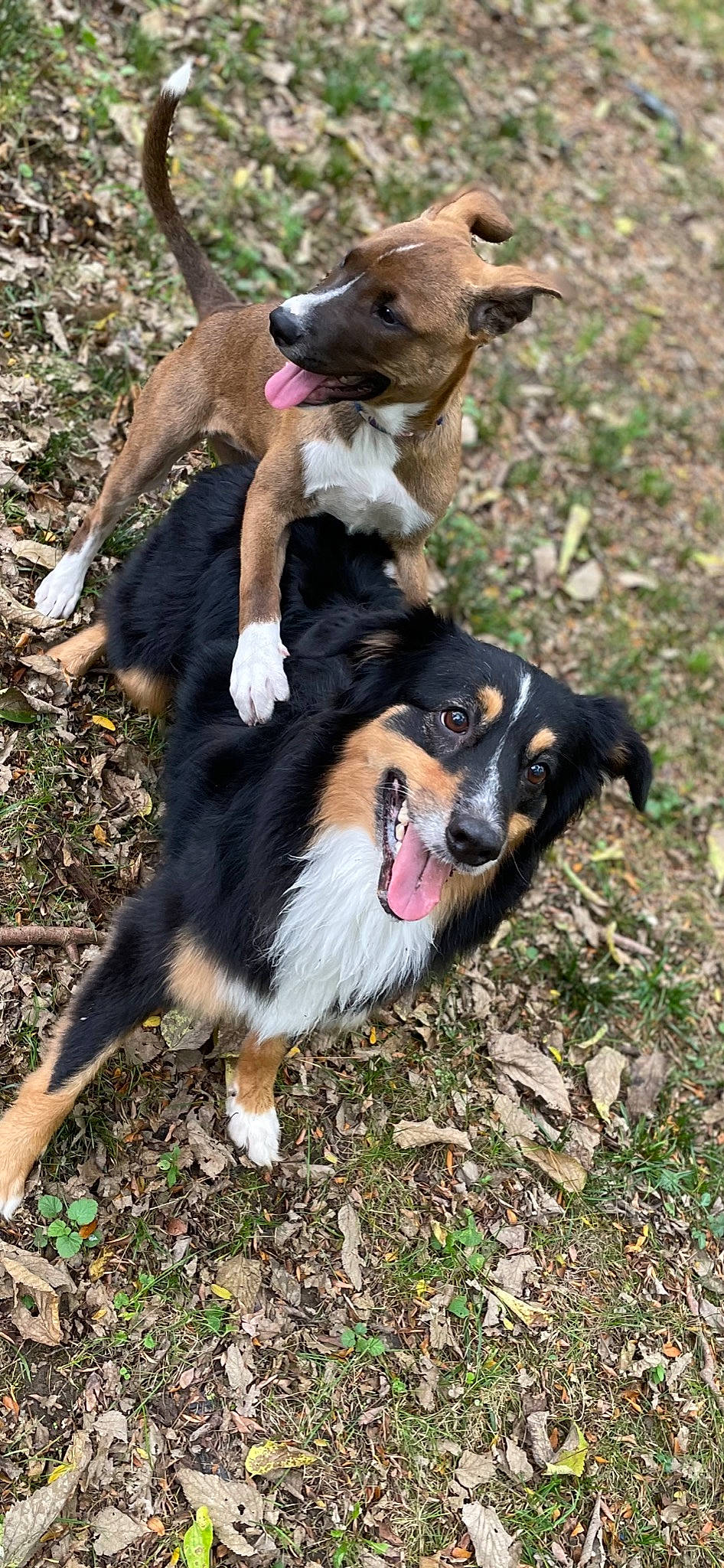 Dixie is registered to the contest to win money with this photo: carnivore, collar, collie, companion_dog, dog, dog_breed, dog_collar, dog_supply, fashion_accessory, fur, grass, herding_dog, leash, paw, plant, scotch_collie, tail, terrestrial_animal, working_animal, working_dog